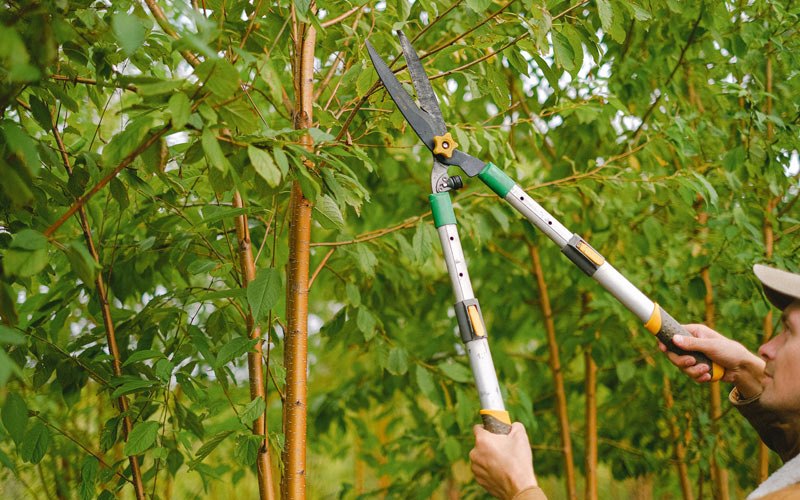 Tree trimming in Everglades City, FL